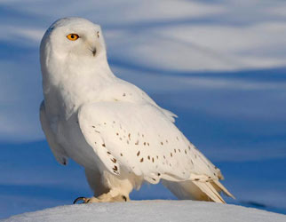 Can you buy a snowy owl?