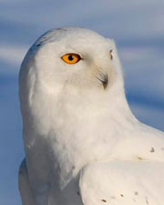 Vacation week program: Owls of the World - Who's Watching You? (O'Neill)